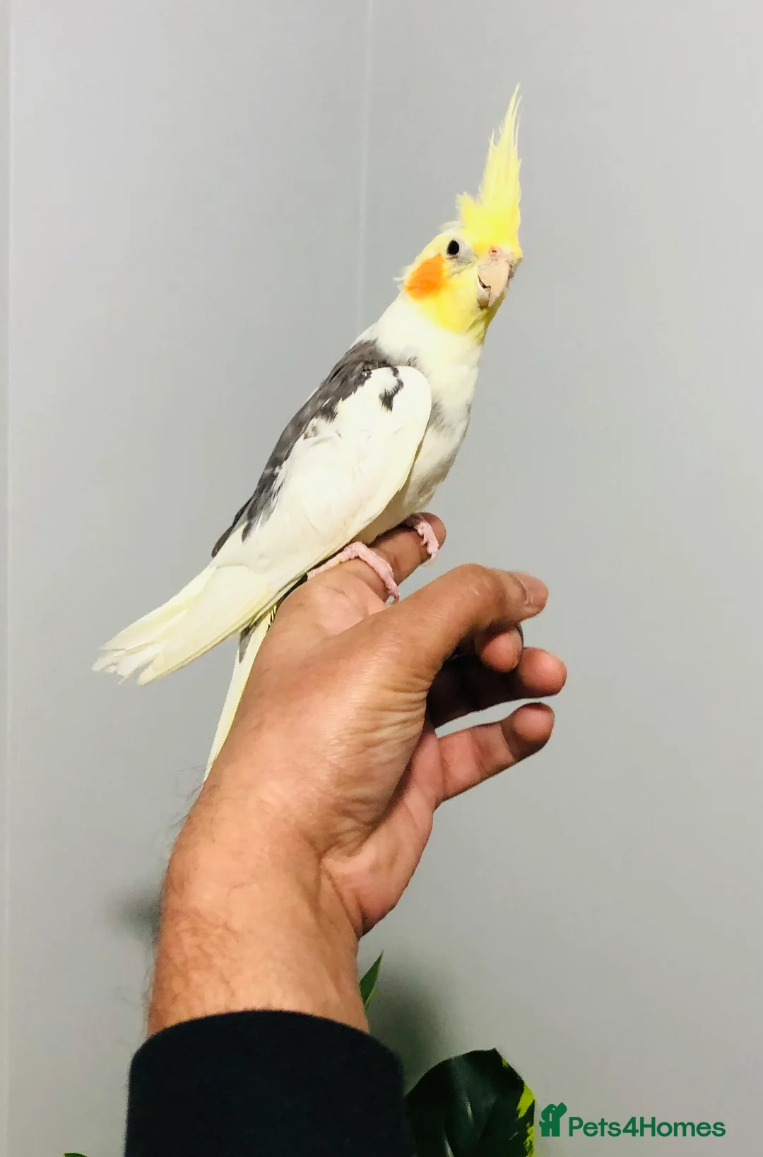 Cockatiels birds for sale: Beautiful Colours Hand tamed cocktails for sale. - Advert 1