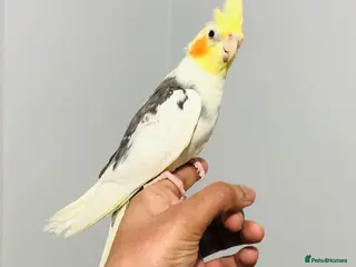 Cockatiels birds Beautiful Colours Hand tamed cocktails for sale. - Advert 1