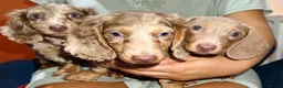 Miniature Dachshund dogs for sale: PRICE DROP 😜⬇️💎RARE BREED🩸DACH PUPS 🐾 💕 - Advert 2