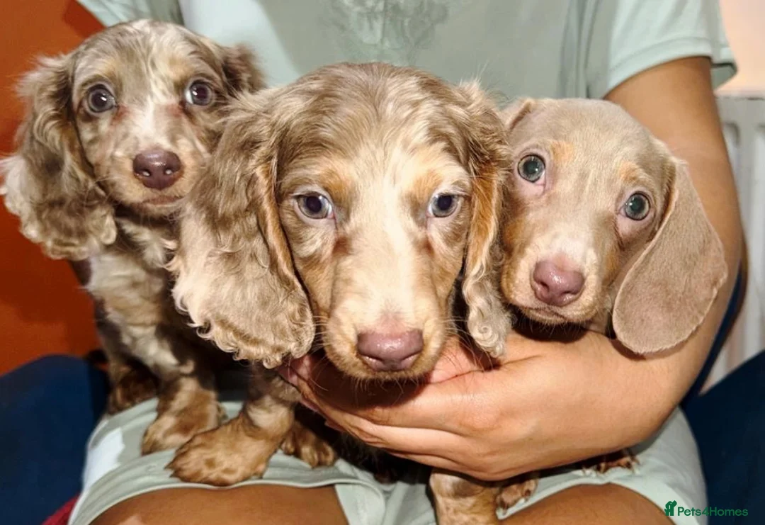 Miniature Dachshund dogs for sale: PRICE DROP 😜⬇️💎RARE BREED🩸DACH PUPS 🐾 💕 - Advert 2