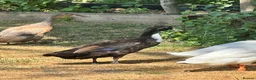 Ducks poultry for sale: Pingu: Lovesick Runner Drake Needs Fresh Start - Advert 5