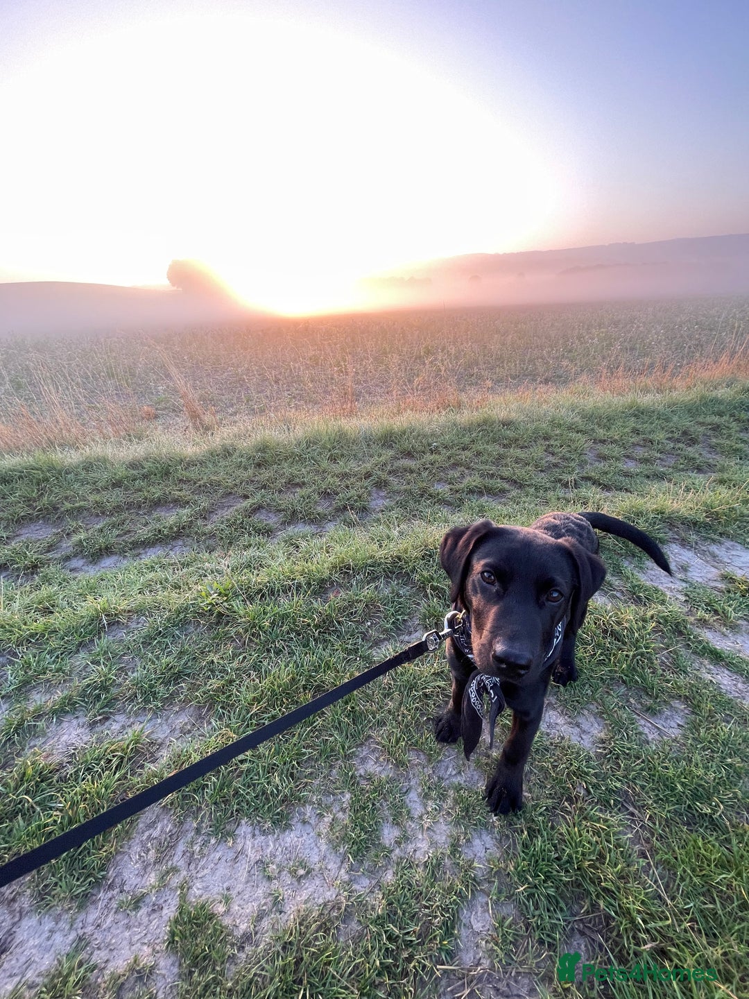 Labrador Retriever dogs for sale: Joey  - Advert 9