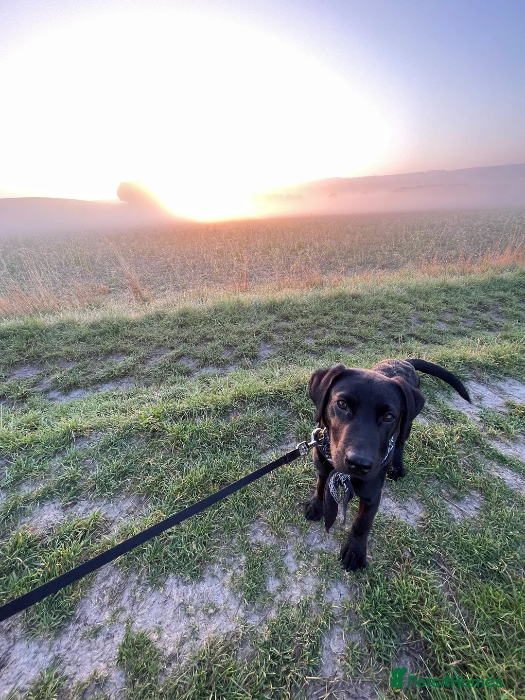 Labrador Retriever dogs for sale: Joey  - Advert 9