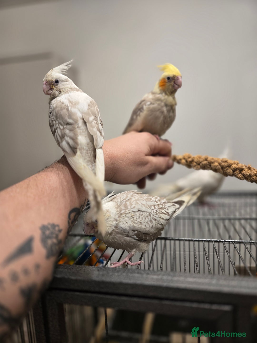 Cockatiels birds for sale: Hand reared cockatiels - Advert 1