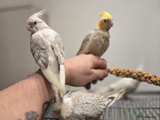 Cockatiels birds Hand reared cockatiels - Advert 13