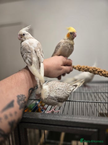 Cockatiels birds Hand reared cockatiels - Advert 12