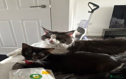 Mixed Breed cats for sale: Beautiful half Maine coon kittens ❤️ - Image 7