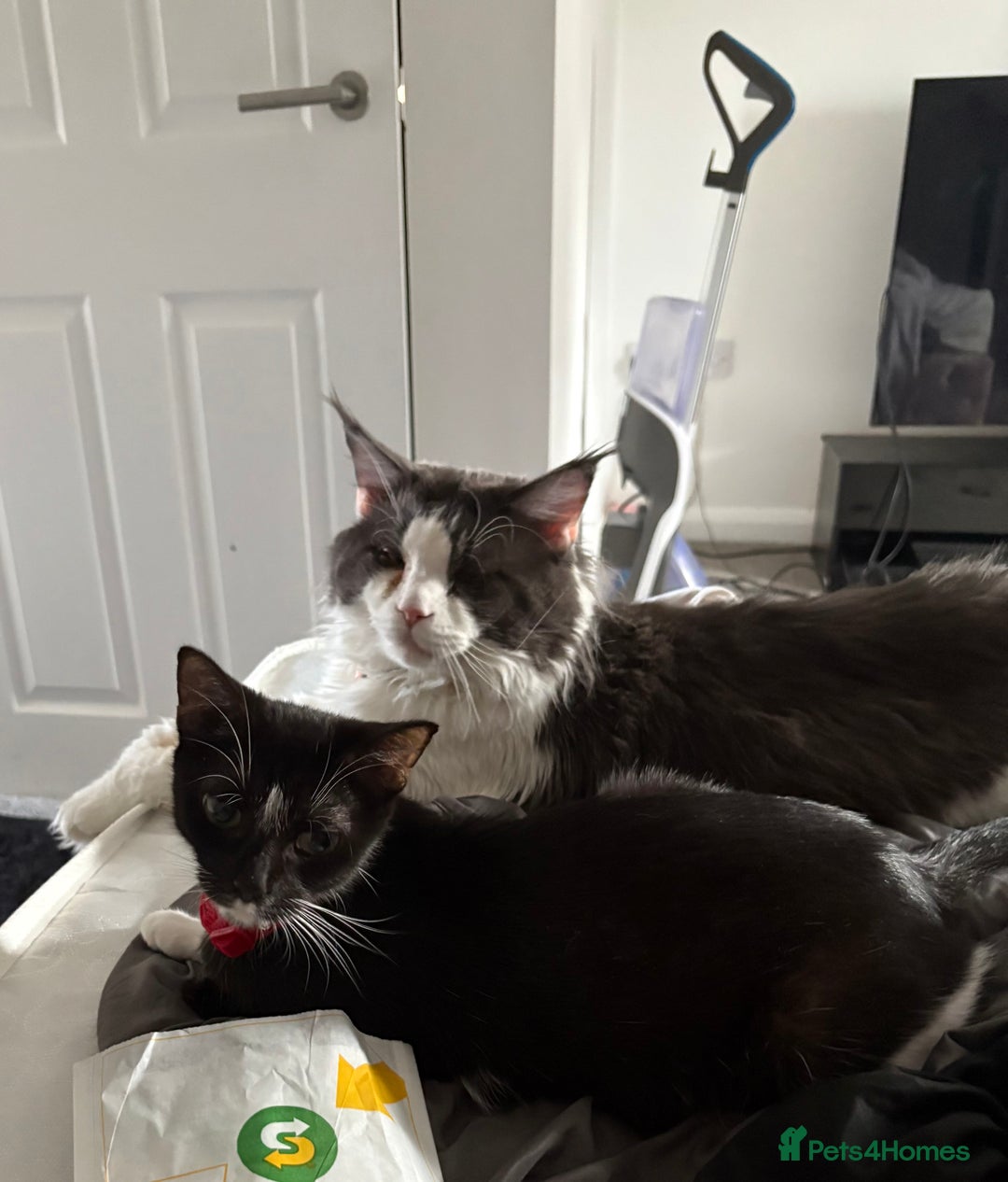 Mixed Breed cats for sale: Beautiful half Maine coon kittens ❤️ - Image 7