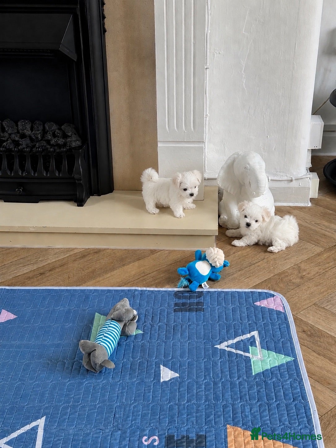 Maltese dogs KC Reg. Korean Maltese Pups Champion Bloodlines  - Advert 3