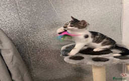 Mixed Breed cats for sale: Last half bengal baby boy 💕 - Image 4