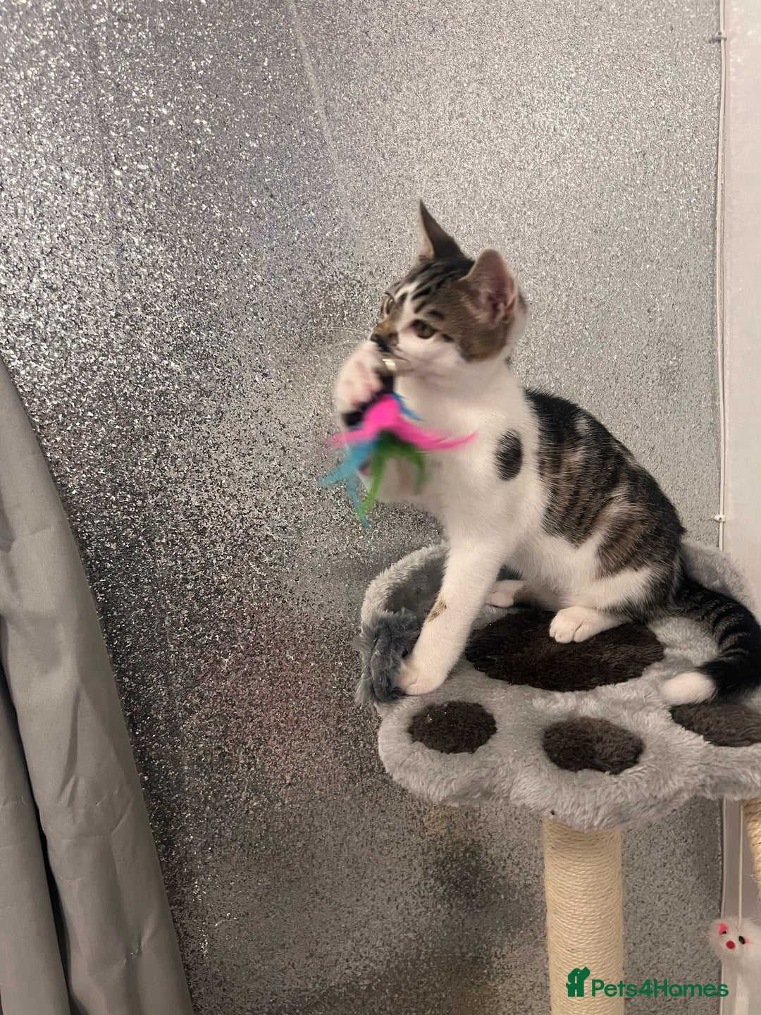 Mixed Breed cats for sale: Last half bengal baby boy 💕 - Image 4