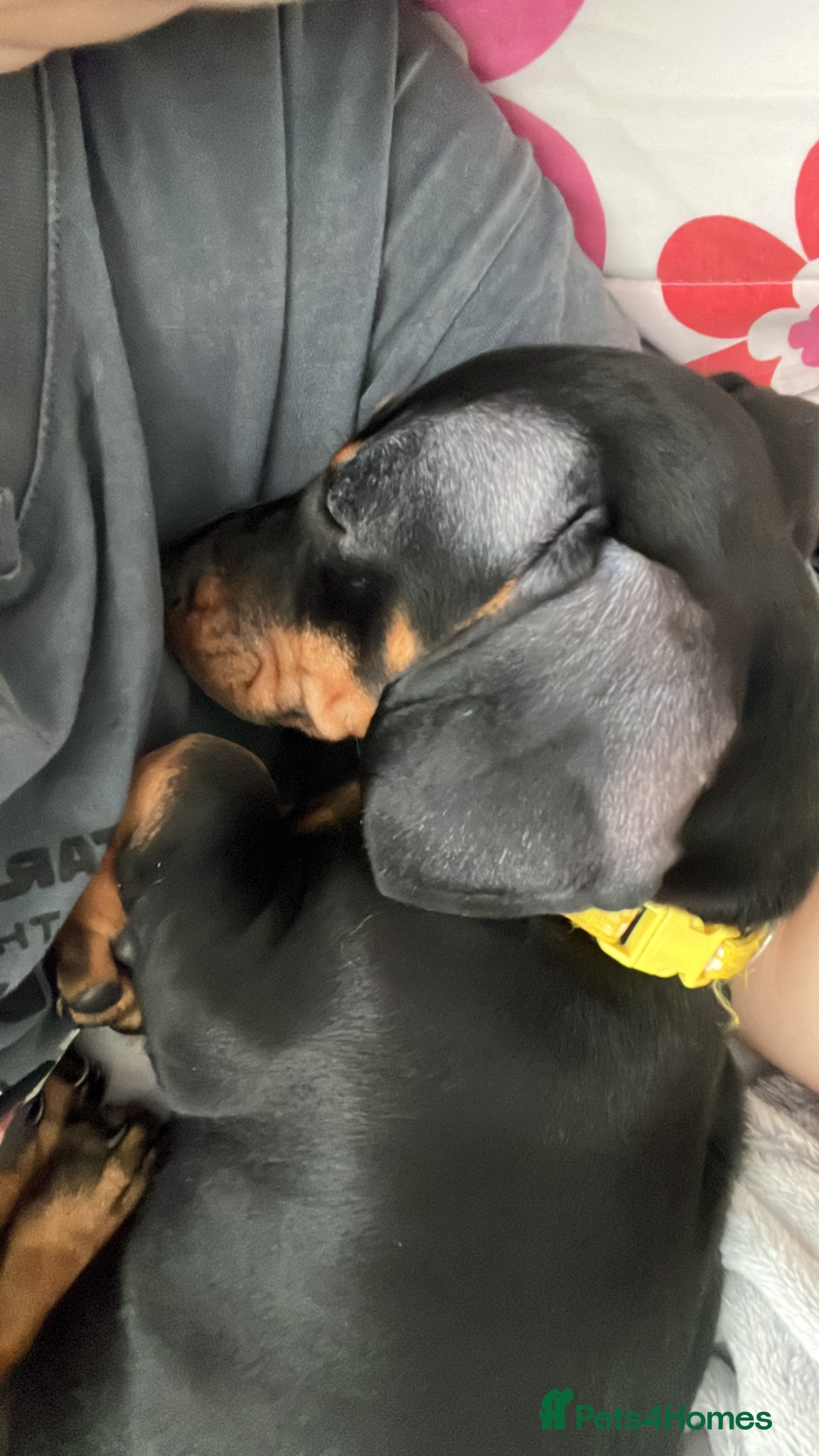 Dachshund dogs My dachshund puppy needs a new loving home - Advert 1