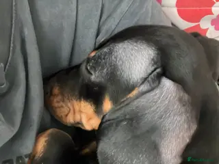 Dachshund dogs My dachshund puppy needs a new loving home - Advert 3