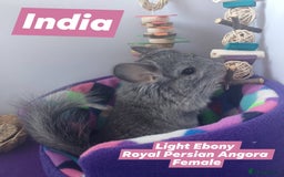 Chinchilla rodents for sale: Female RPA / RPAc baby Chinchillas - Image 4