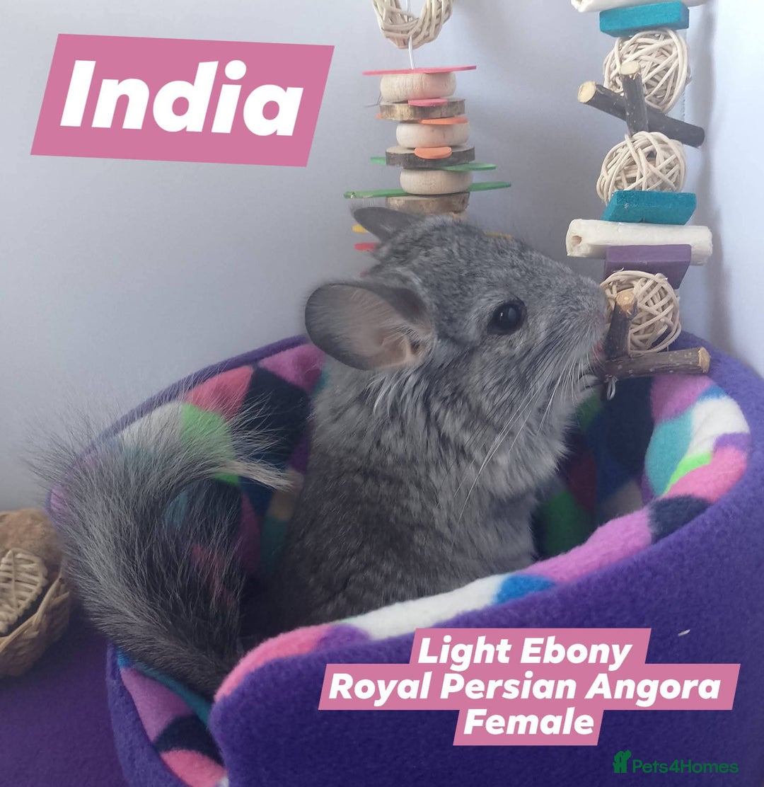 Chinchilla rodents for sale: Female RPA / RPAc baby Chinchillas - Image 4