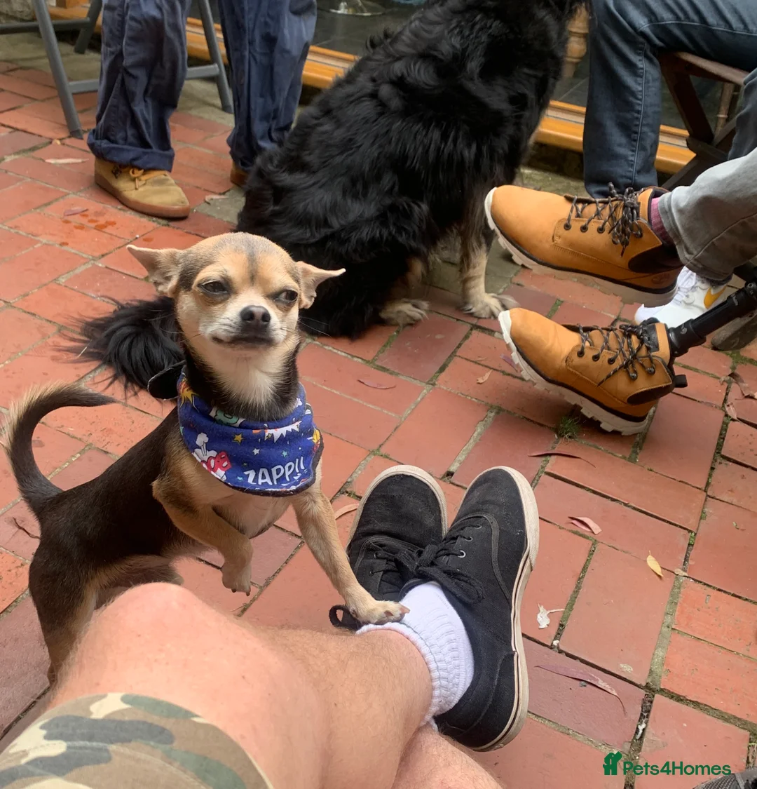 Chihuahua dogs for stud: Kenobi  - Advert 11