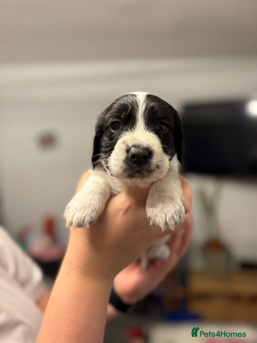 Sprocker dogs for sale: Sprocker puppies - Image 6