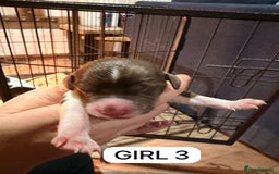 English Springer Spaniel dogs for sale: Gorgeous ESS Puppies-Heavily Marked Liver & White - Image 7