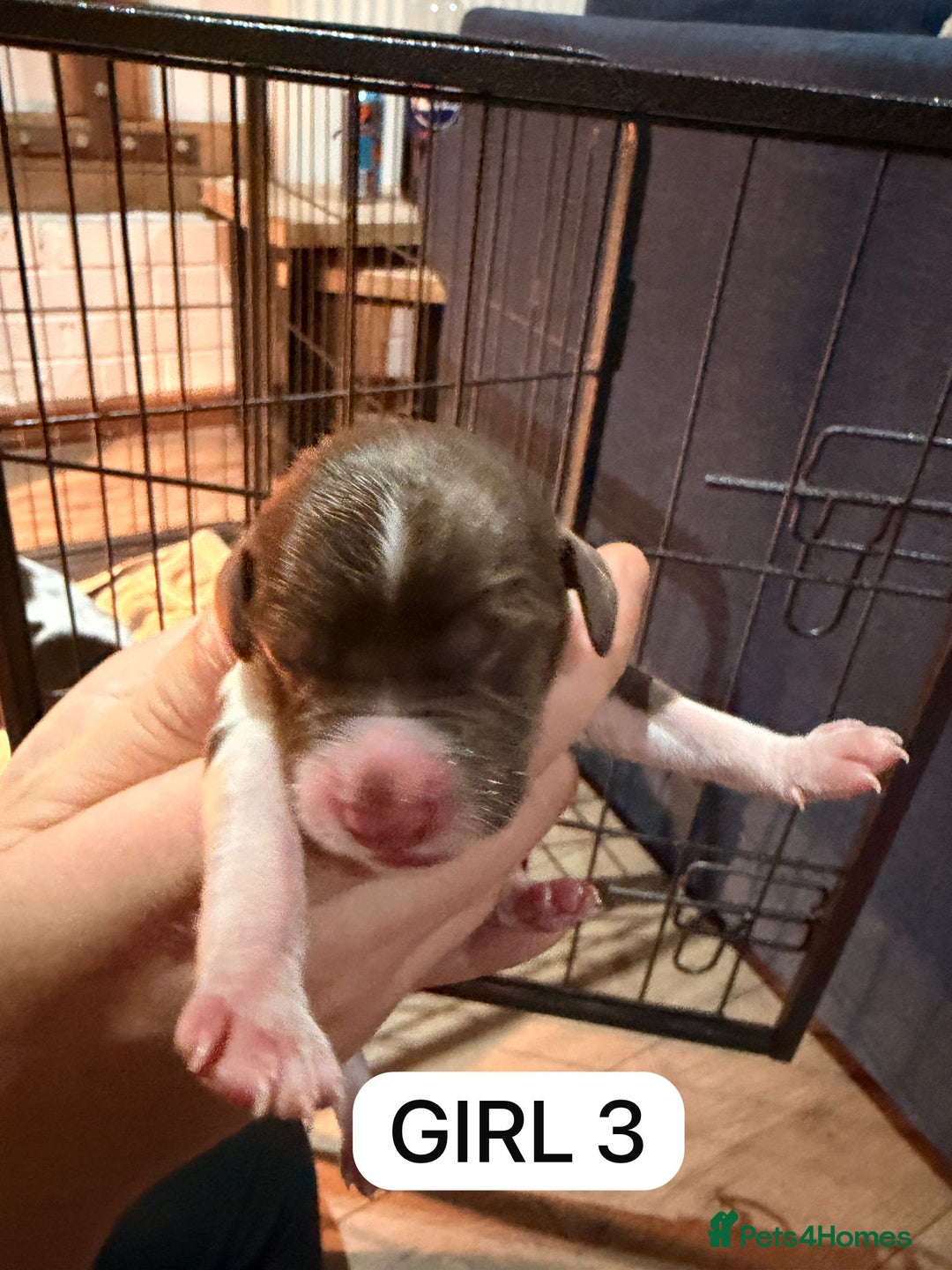 English Springer Spaniel dogs for sale: Gorgeous ESS Puppies-Heavily Marked Liver & White - Image 7