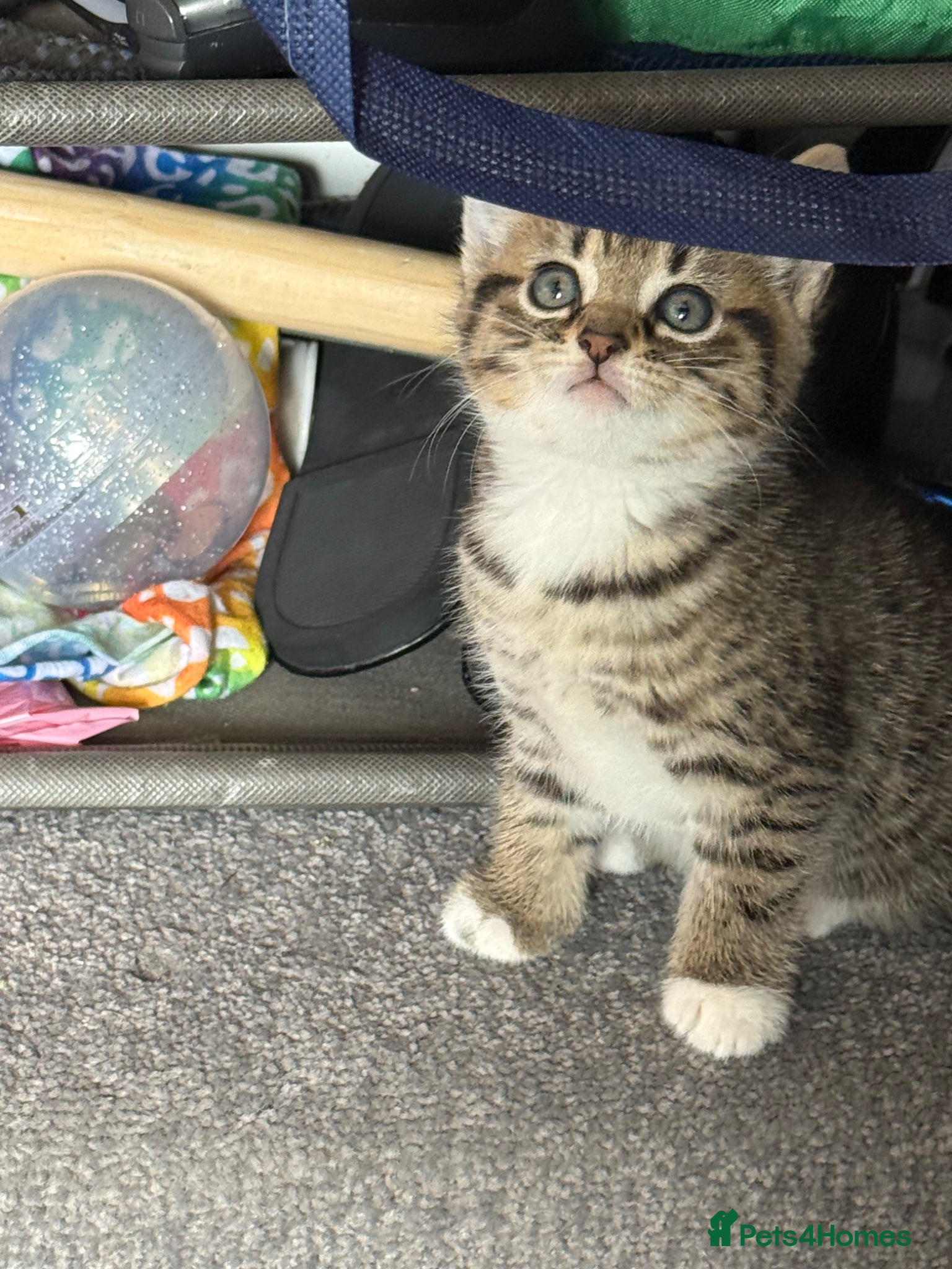 Mixed Breed cats for sale: Two beautiful female tabby kitten  - Advert 9