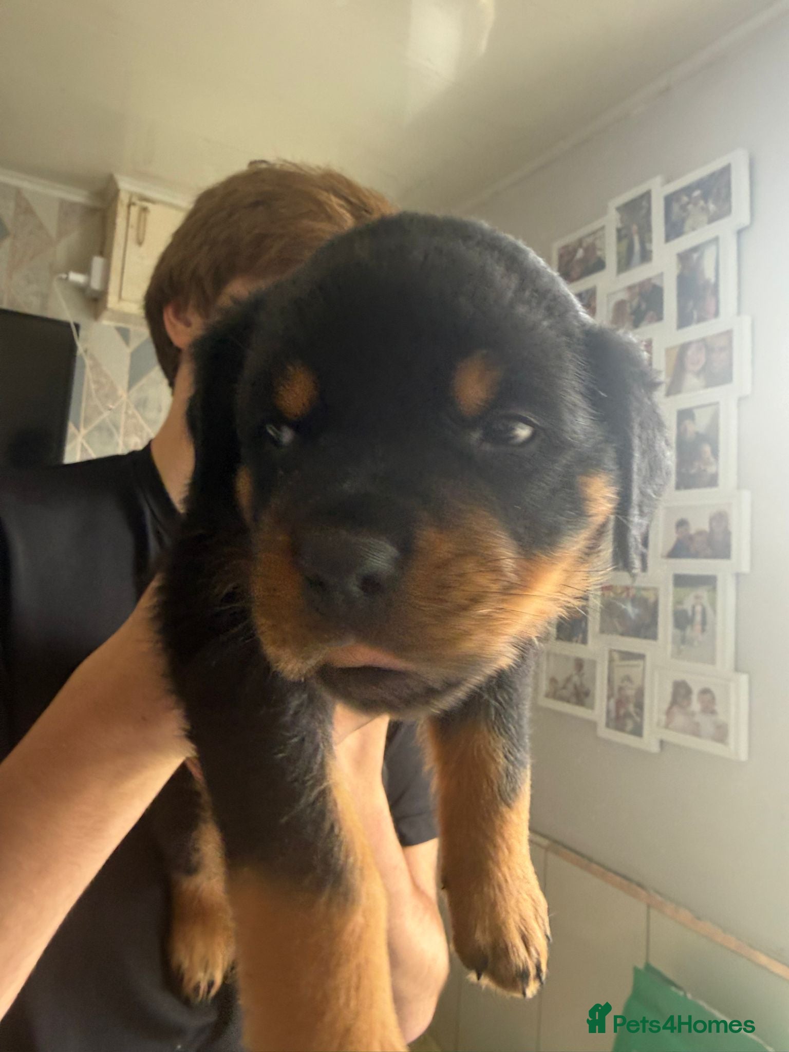 Rottweiler dogs Rottweiler puppies ready 17th june - Advert 2