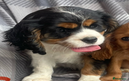 Cavalier King Charles Spaniel dogs for sale: Cavalier King Charles pups - Image 17