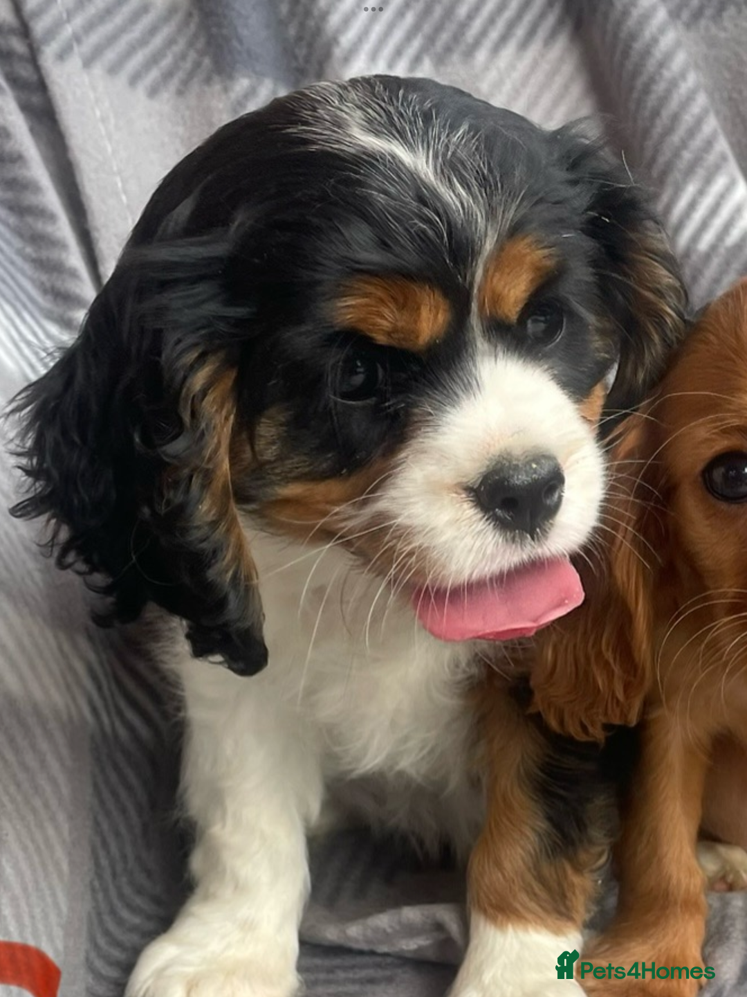 Cavalier King Charles Spaniel dogs for sale: Cavalier King Charles pups - Image 17