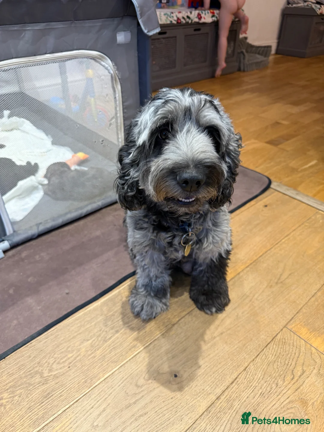 Cockapoo dogs for sale: Beautiful F2 cockapoos - Advert 1