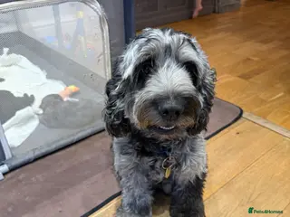 Cockapoo dogs Beautiful F2 cockapoos - Advert 1