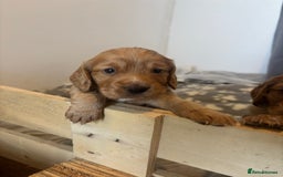 Cocker Spaniel dogs for sale: Working ginger/red cocker spaniels. - Image 4