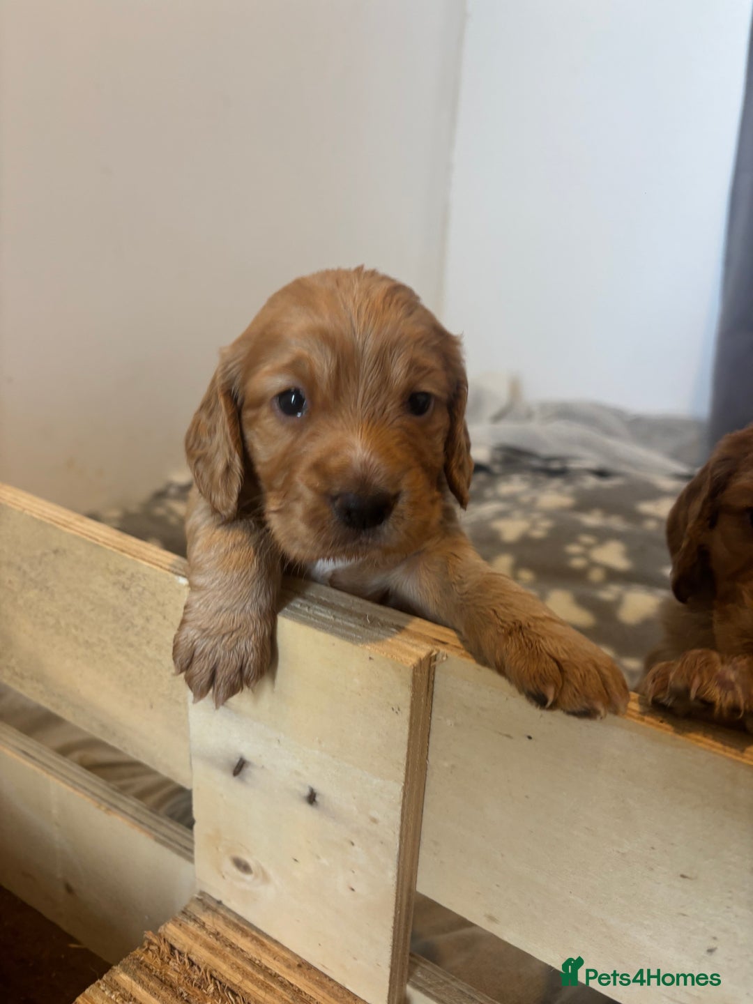 Cocker Spaniel dogs for sale: Working ginger/red cocker spaniels. - Image 4