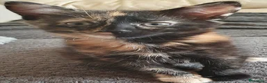Mixed Breed 3