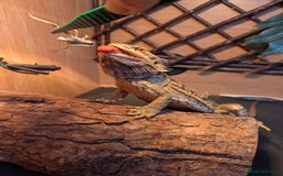 Bearded Dragon reptiles for sale: Bearded dragon looking for new home asap - Advert 3