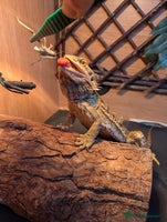 Bearded Dragon reptiles Bearded dragon looking for new home asap - Advert 1