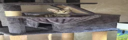 Mixed Breed cats for sale: 4 gorgeous playful kittens in Derby - Advert 5