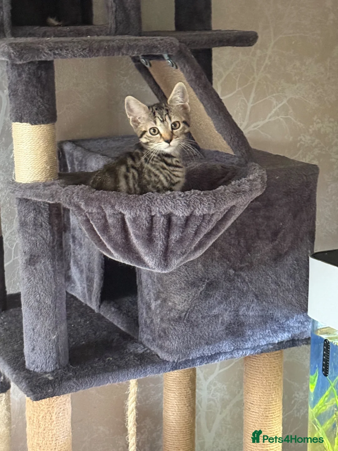Mixed Breed cats for sale: 4 gorgeous playful kittens in Derby - Advert 5