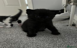 British Shorthair cats for sale: Charming Scottish Fold x British Shorthair Kitte - Image 7