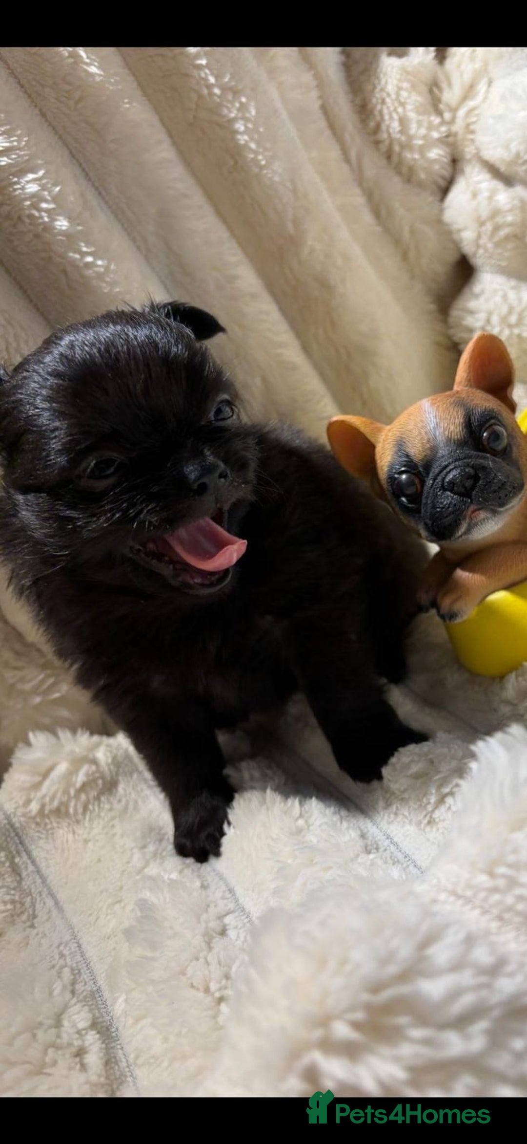Chihuahua dogs for sale: Pure Breed Chihuahua  - Image 18