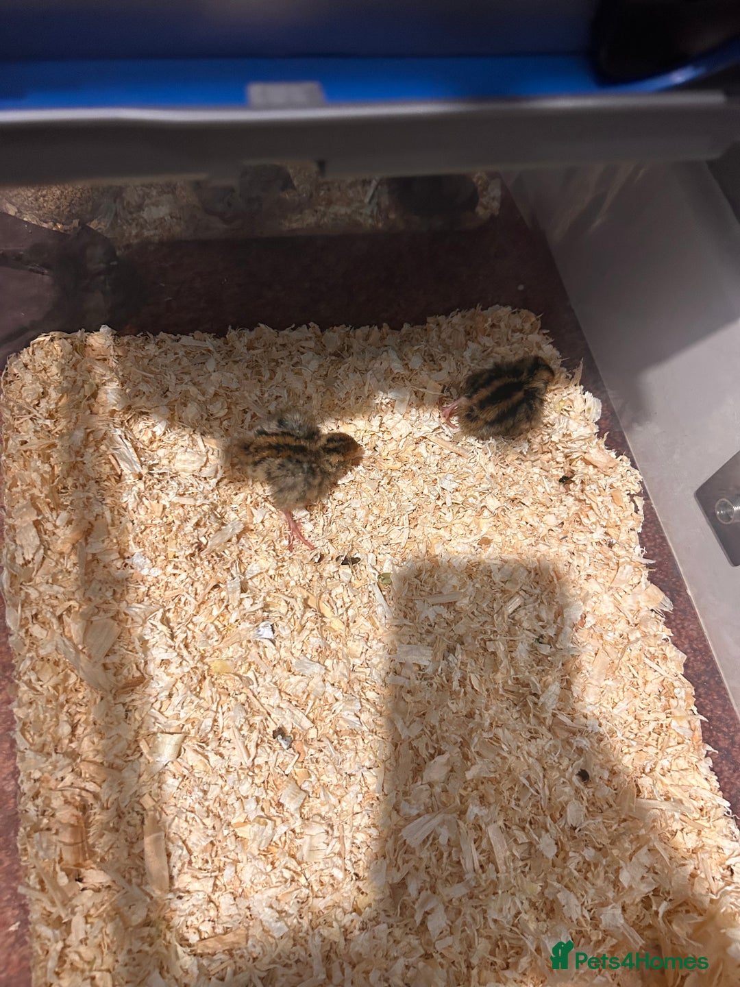 Mixed Breed birds for sale: 5 cute little button quail and 2 amazing Coturnix - Advert 3