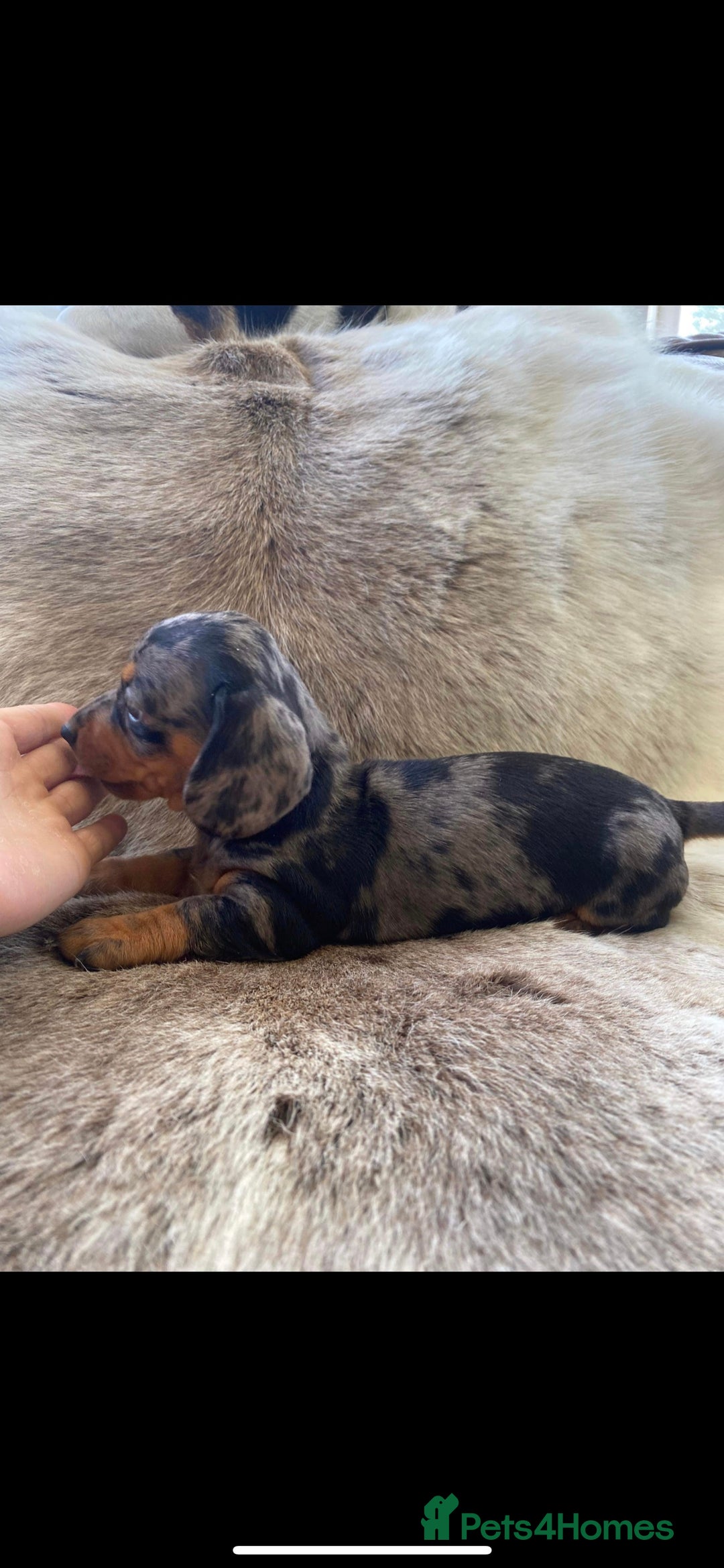 Miniature Dachshund dogs for stud: PROVEN-KC STUD minature smooth haired dachshund in Catterick Garrison - Image 13