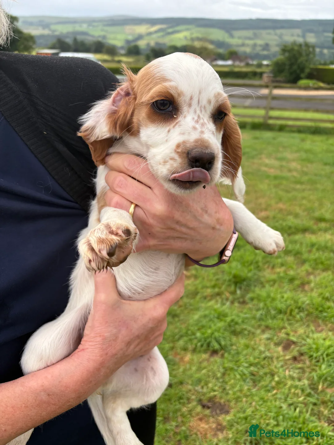 Cocker Spaniel dogs for sale: Cocker Spaniel Pups for Sale  - Advert 2