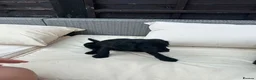 Jackapoo dogs for sale: All black jackapoos in Stevenage - Advert 7