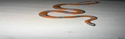 King Snake reptiles for sale: Grey banded king snake  - Advert 2