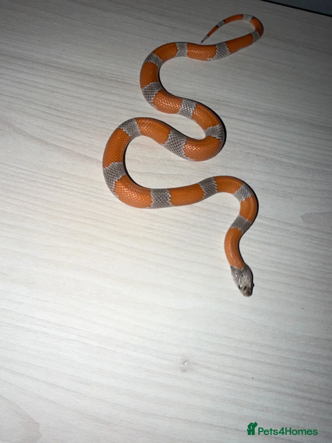 King Snake reptiles for sale: Grey banded king snake  - Advert 2