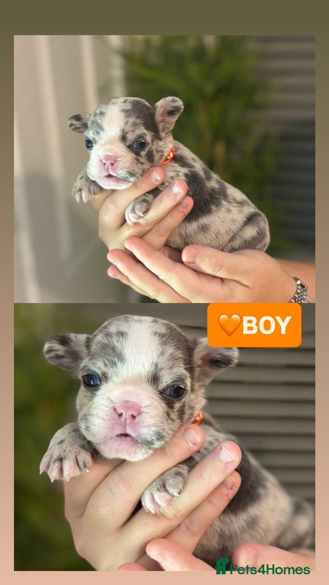 French Bulldog dogs for sale: French bulldog puppies  - Advert 4