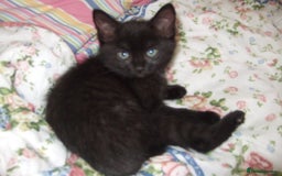 Mixed Breed cats for sale: kittens - Image 2