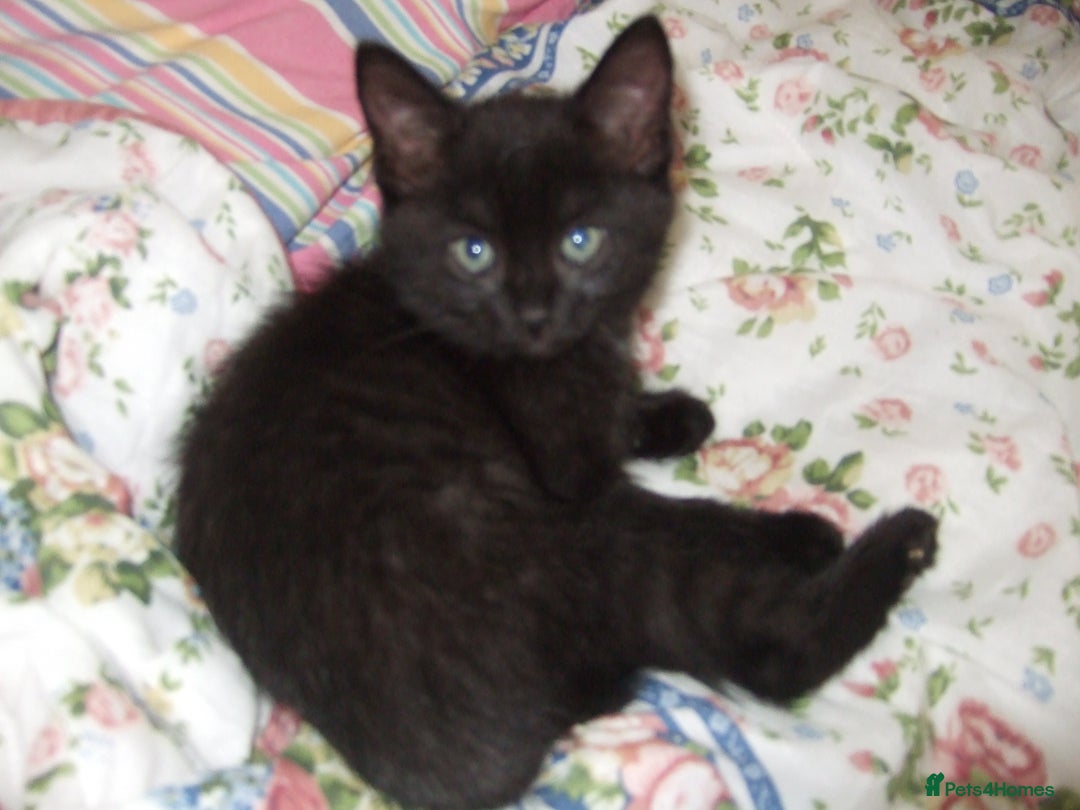 Mixed Breed cats for sale: kittens - Image 2