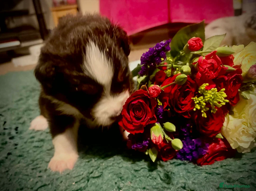 Australian Shepherd dogs for sale: Australian shepherd puppies - Advert 3