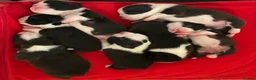 Boston Terrier dogs for sale: Exceptional puppies. Extensively tested parents.   - Advert 13