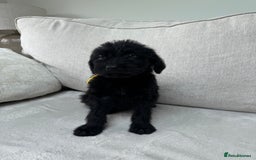 Mixed Breed dogs for sale: 🐾 🧸 *Ready Saturday* Beautiful Doodles 💕🐾 - Image 16